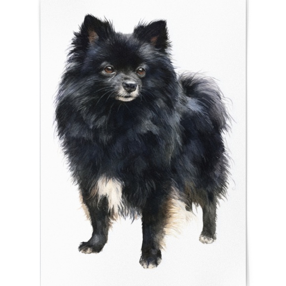 Watercolor Black Pomeranian Dog Portrait Art Print – Unframed Fine Art Poster - Picture 2 of 5
